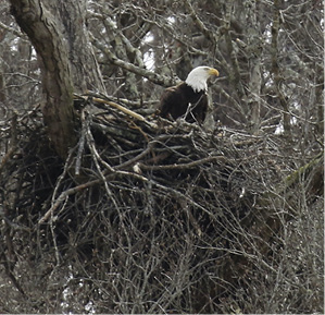 Eagle Nest 03-13.psd