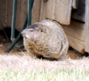 StanTheGroundhog